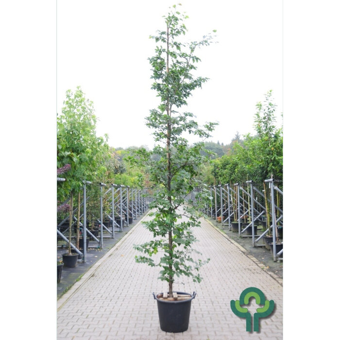 Beukenboom - Fagus sylvatica (Kluit/Kale wortel) PRE-ORDER