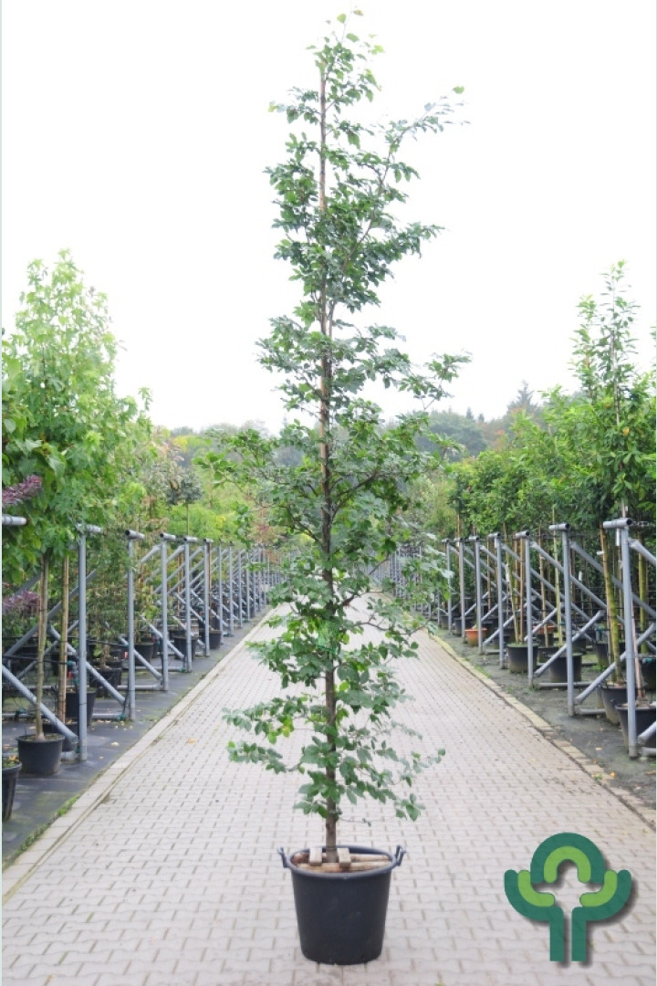 Beukenboom - Fagus sylvatica (Kluit/Kale wortel) PRE-ORDER