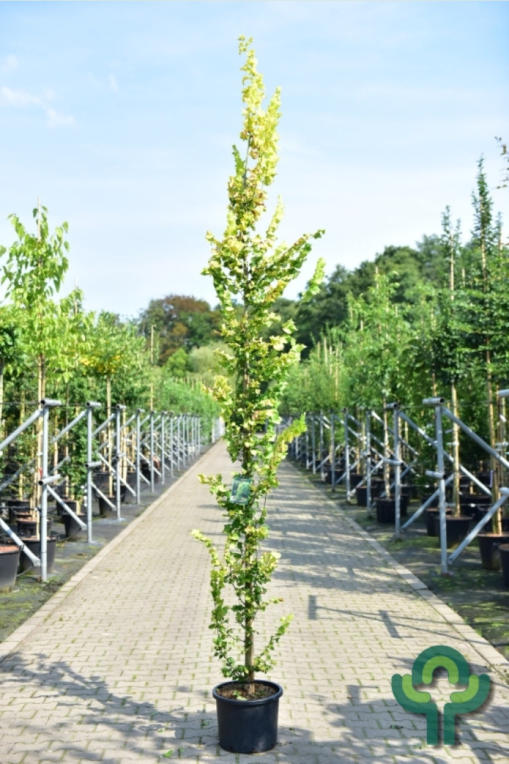 Goudiep - Ulmus hollandica 'Wredei'
