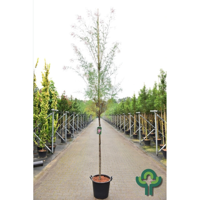 Tamarisk - Tamarix ramosissima 'Pink Cascade'