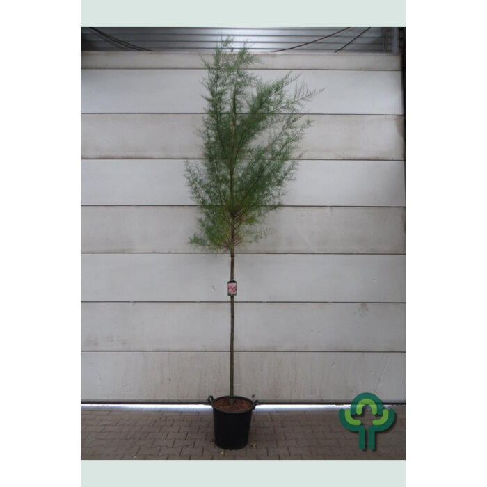 Tamarisk - Tamarix tetrandra