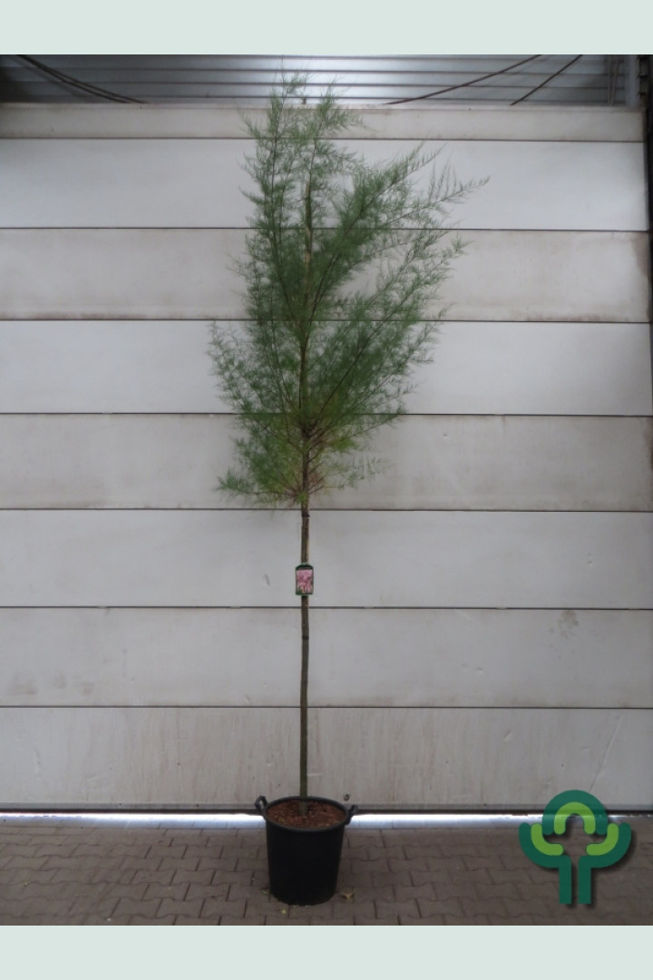 Tamarisk - Tamarix tetrandra
