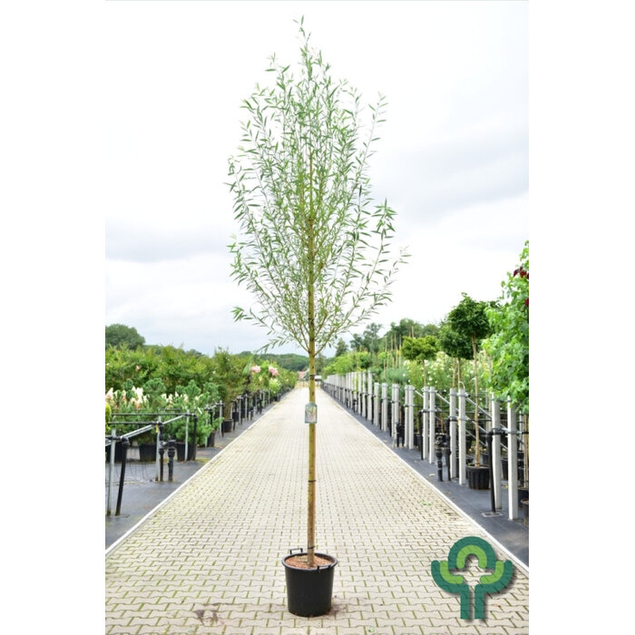Knotwilg - Salix alba 'Chermesina'