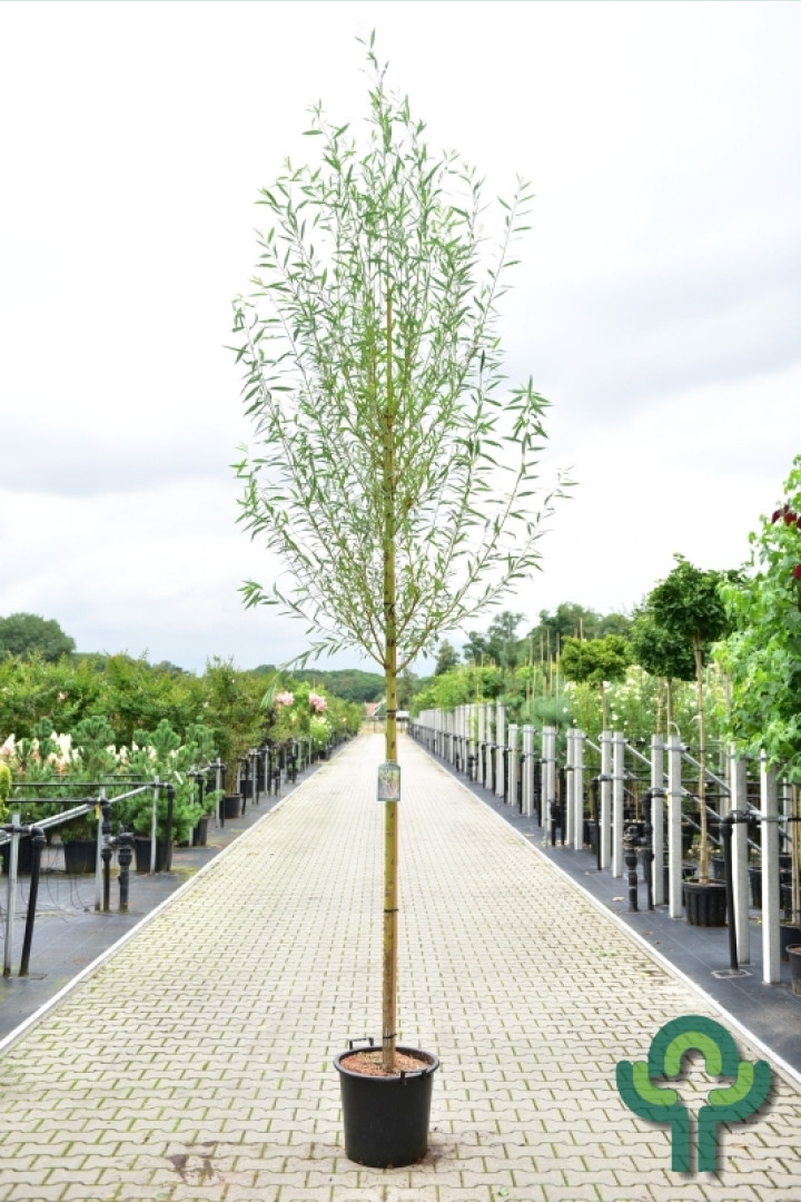 Knotwilg - Salix alba 'Chermesina'