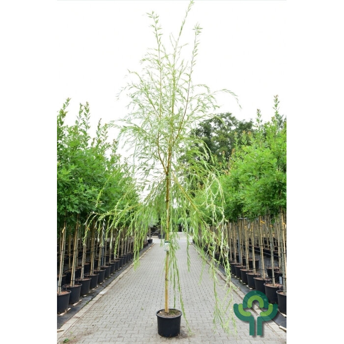 Gele treurwilg - Salix sepulcralis 'Chrysocoma'