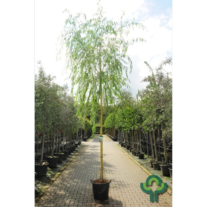 Gele treurwilg - Salix sepulcralis 'Chrysocoma'