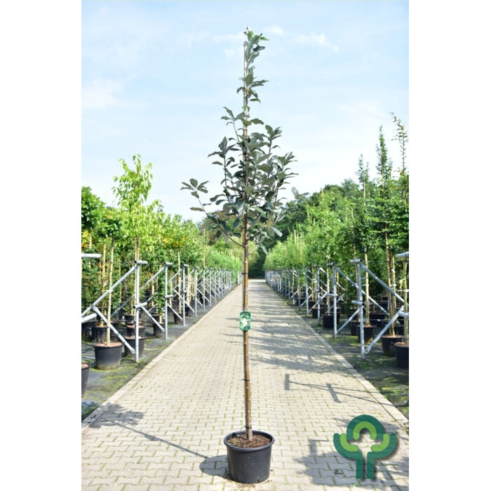 Meelbes - Sorbus aria 'Magnifica'