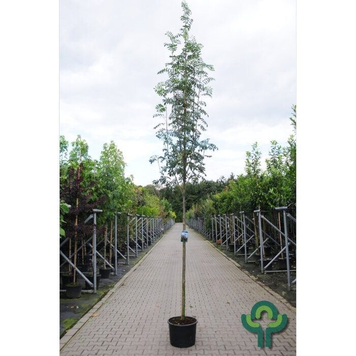 Lijsterbes - Sorbus aucuparia edulis