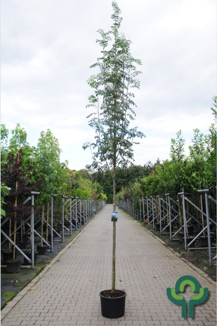 Lijsterbes - Sorbus aucuparia edulis
