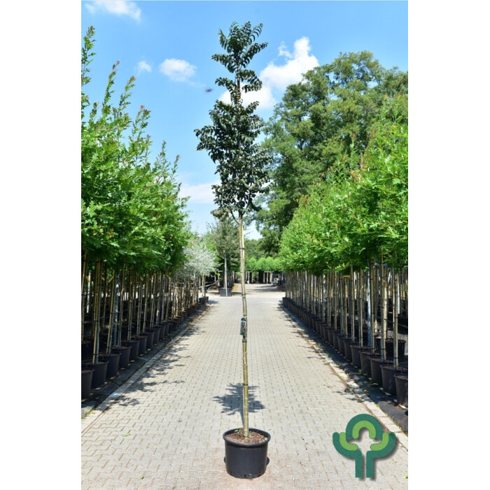 Lijsterbes - Sorbus aucuparia 'Fastigiata'