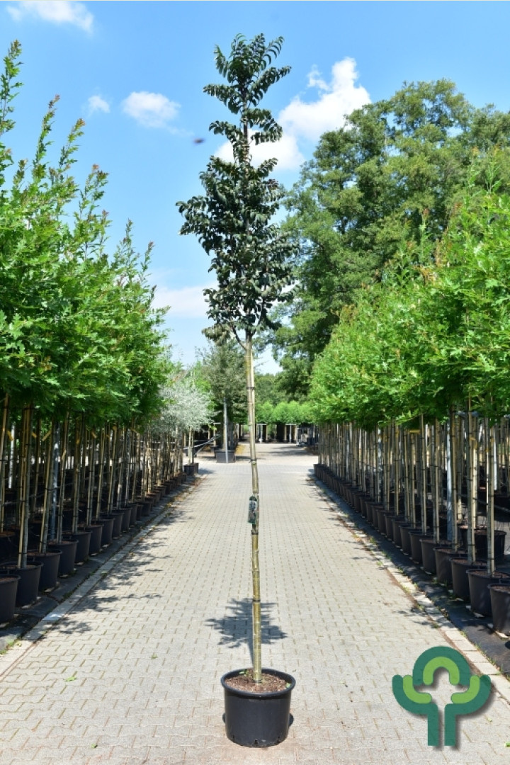 Lijsterbes - Sorbus aucuparia 'Fastigiata'