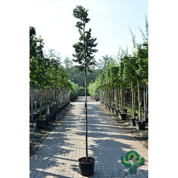 Lijsterbes - Sorbus aucuparia 'Fastigiata'