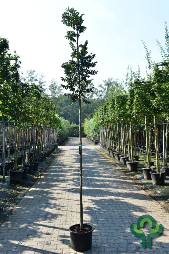 Lijsterbes - Sorbus aucuparia 'Fastigiata'