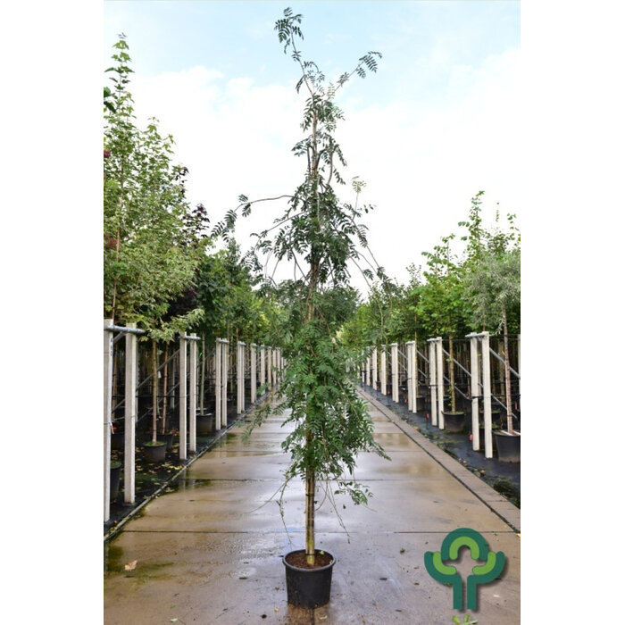 Lijsterbes - Sorbus aucuparia 'Pendula'