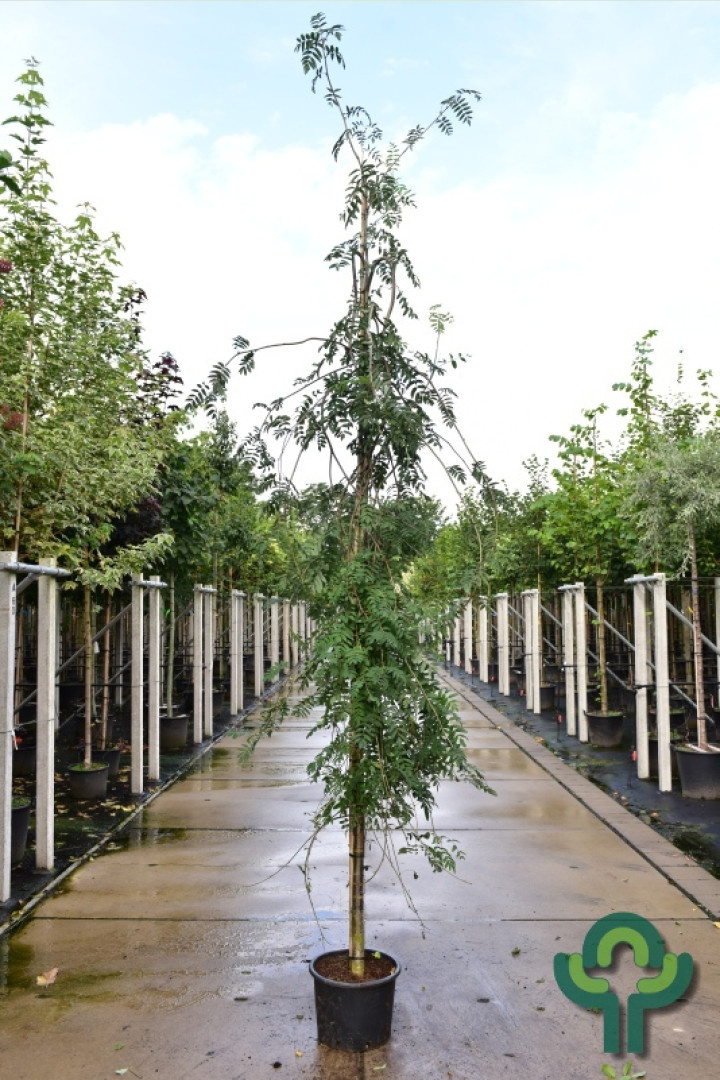 Lijsterbes - Sorbus aucuparia 'Pendula'
