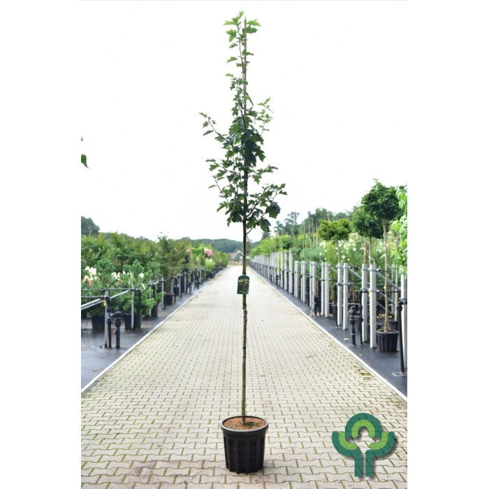 Lijsterbes - Sorbus torminalis