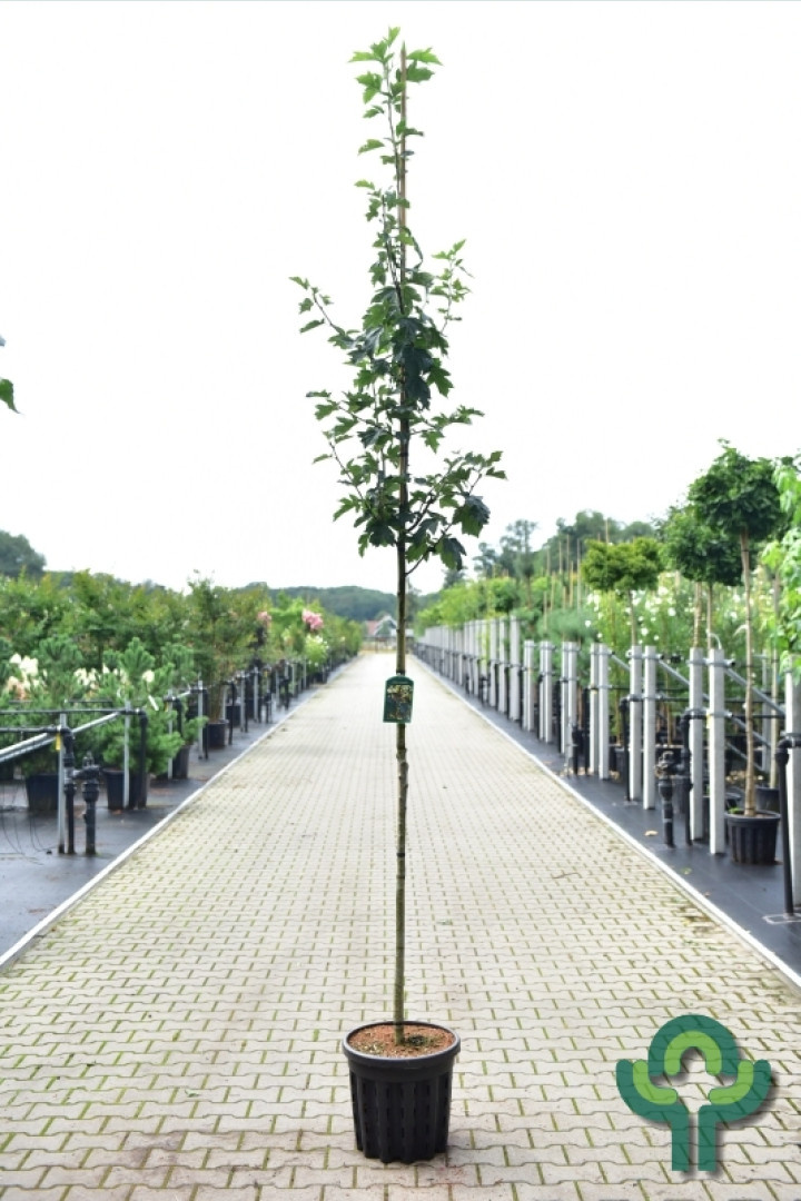 Lijsterbes - Sorbus torminalis