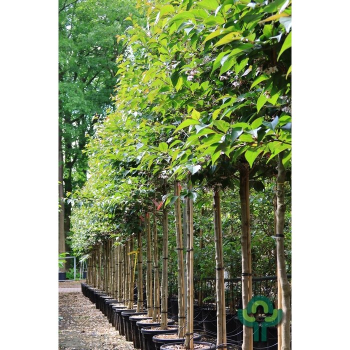 Japanse storax - Styrax japonicus 'Purple Haze'