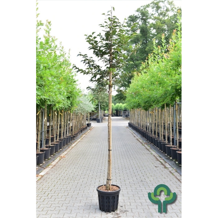 Japanse storax - Styrax japonicus 'Purple Haze'