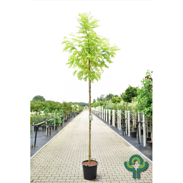 Gele Acacia  - Robinia pseudoacacia 'Frisia'