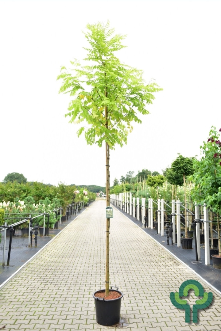 Gele Acacia  - Robinia pseudoacacia 'Frisia'