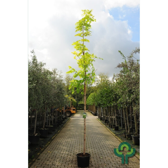 Gele Acacia  - Robinia pseudoacacia 'Frisia'