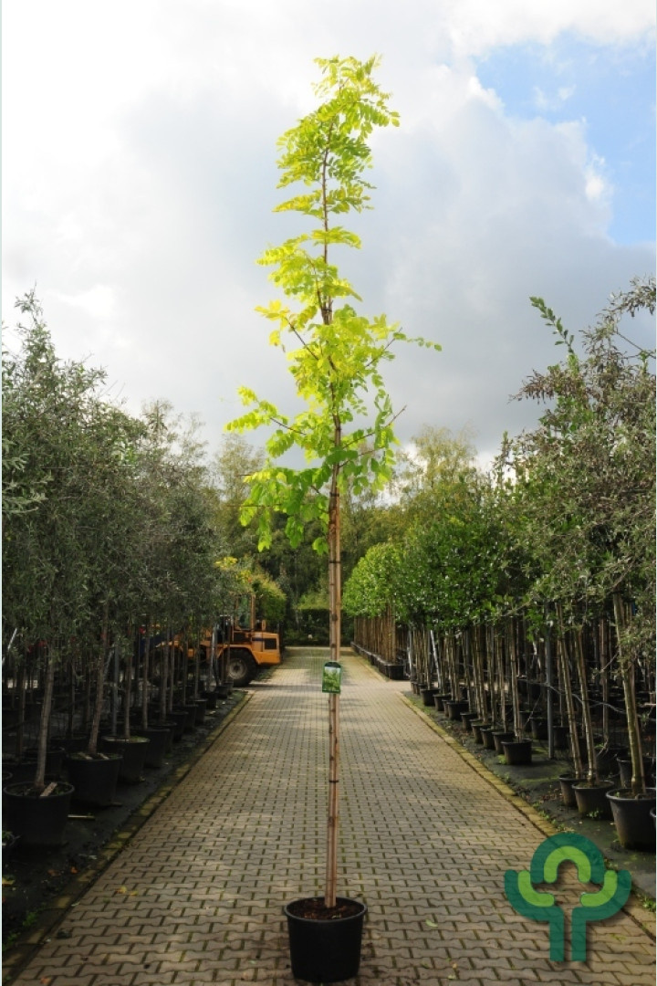 Gele Acacia  - Robinia pseudoacacia 'Frisia'