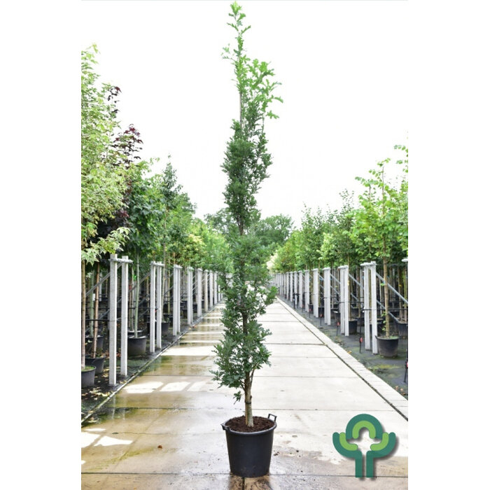 Zuileik - Quercus bimundorum Crimson Spire