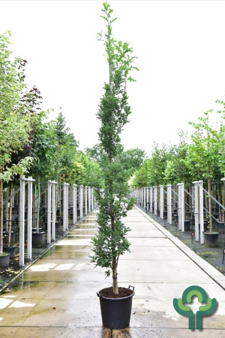 Zuileik - Quercus bimundorum Crimson Spire