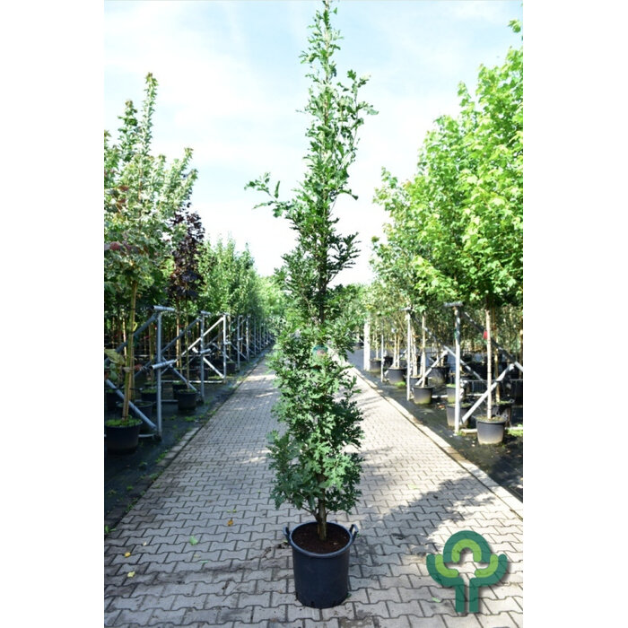 Zuileik - Quercus bimundorum Crimson Spire