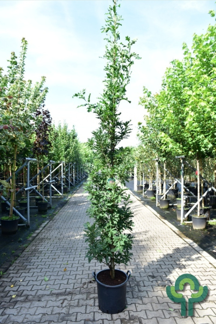 Zuileik - Quercus bimundorum Crimson Spire