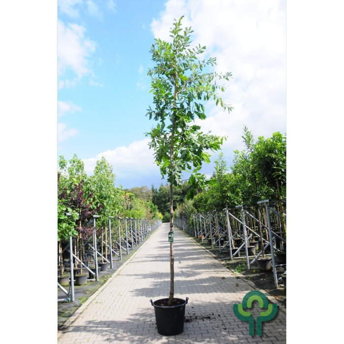 Zomereik - Quercus cerris