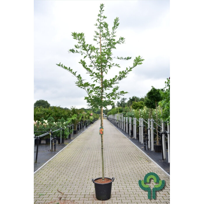 Moeraseik - Quercus palustris