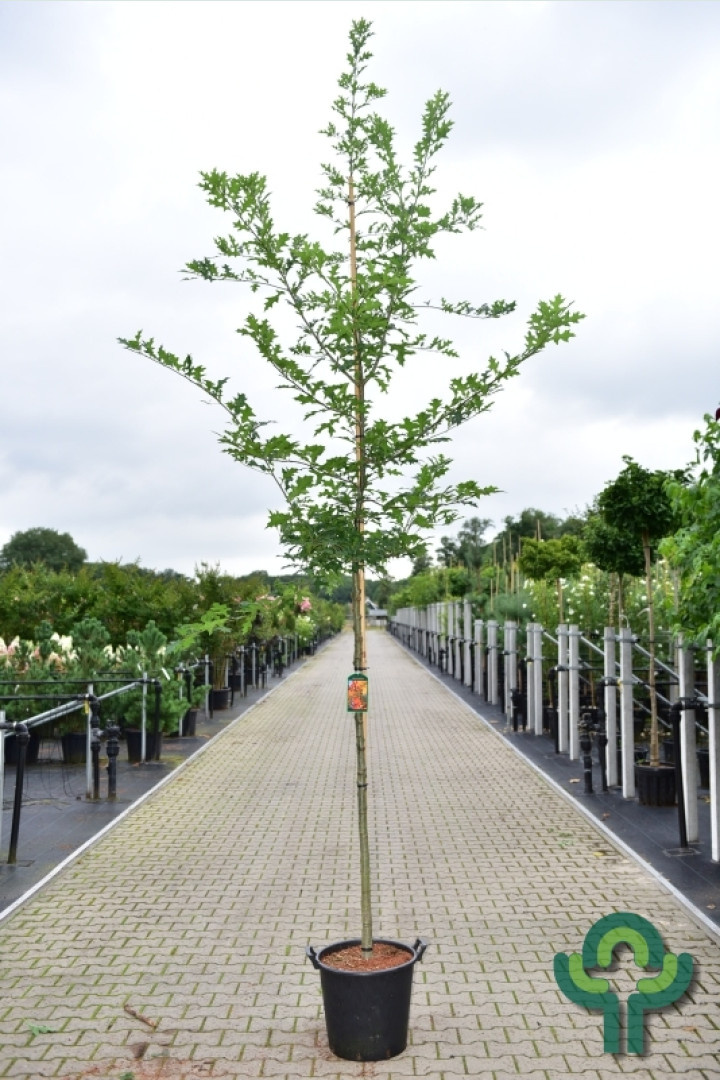 Moeraseik - Quercus palustris
