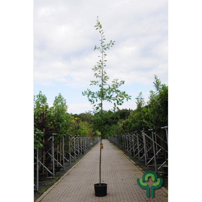 Moeraseik - Quercus palustris