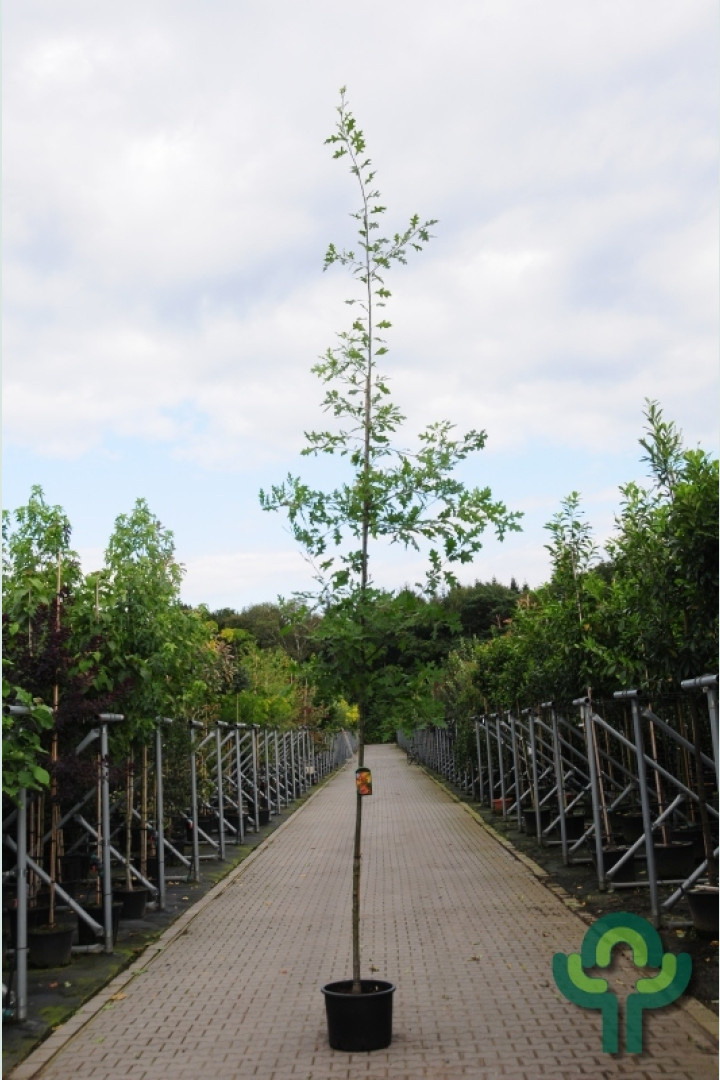 Moeraseik - Quercus palustris