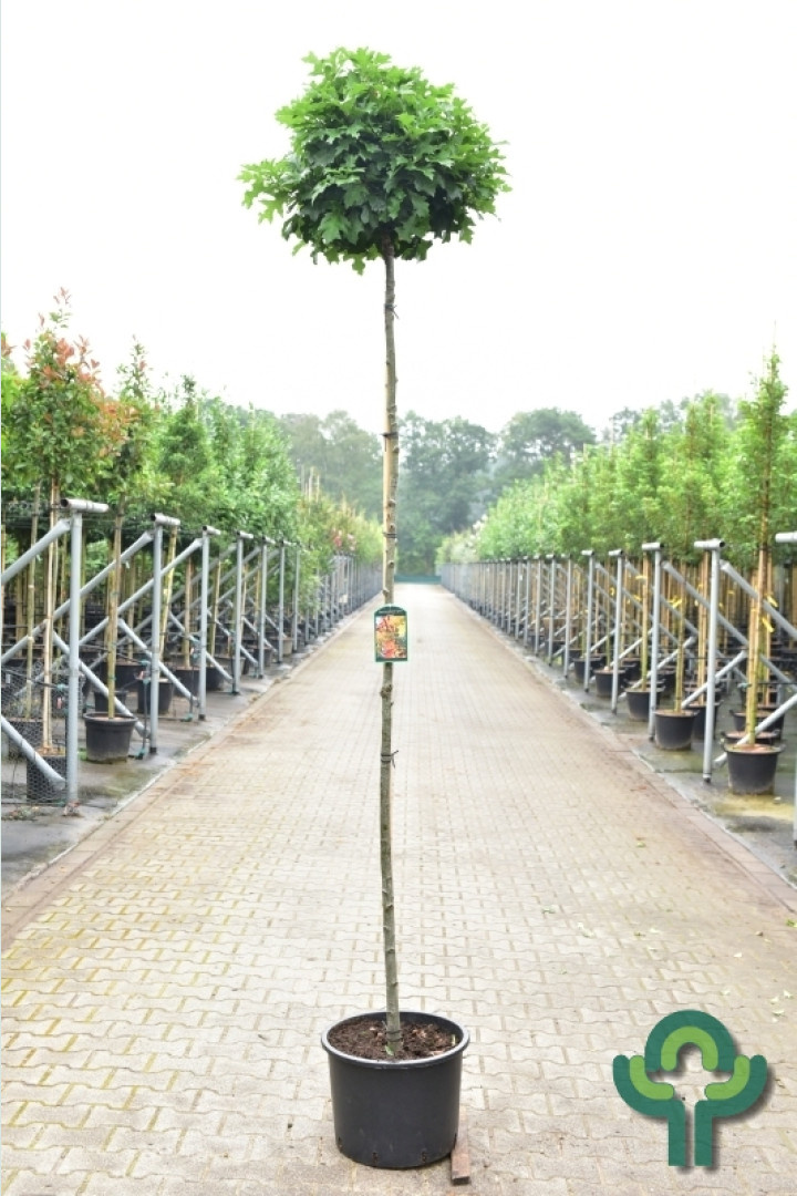 Bol-eikenboom op stam - Quercus palustris 'Green Dwarf'