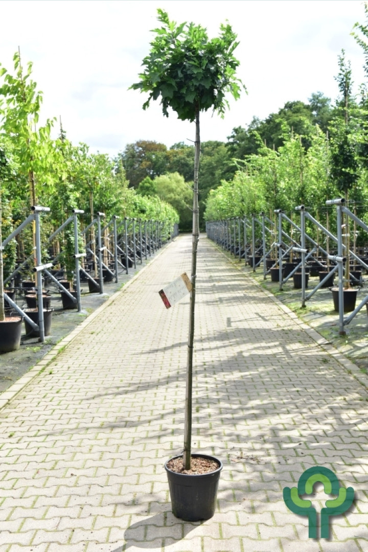 Bol-eikenboom op stam - Quercus palustris 'Green Dwarf'