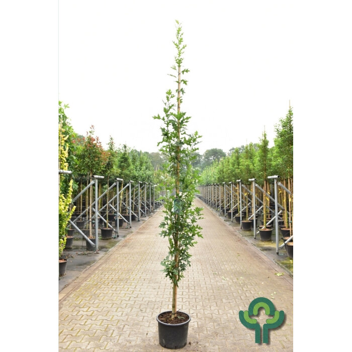 Zuil-moeraseik - Quercus palustris 'Green Pillar'