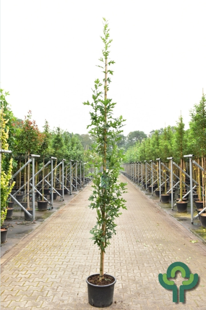 Zuil-moeraseik - Quercus palustris 'Green Pillar'