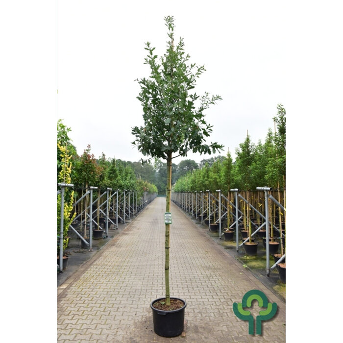 Zomereik - Quercus robur