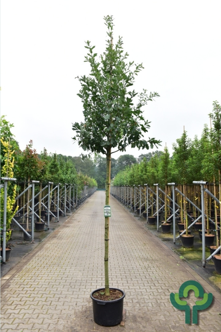 Zomereik - Quercus robur