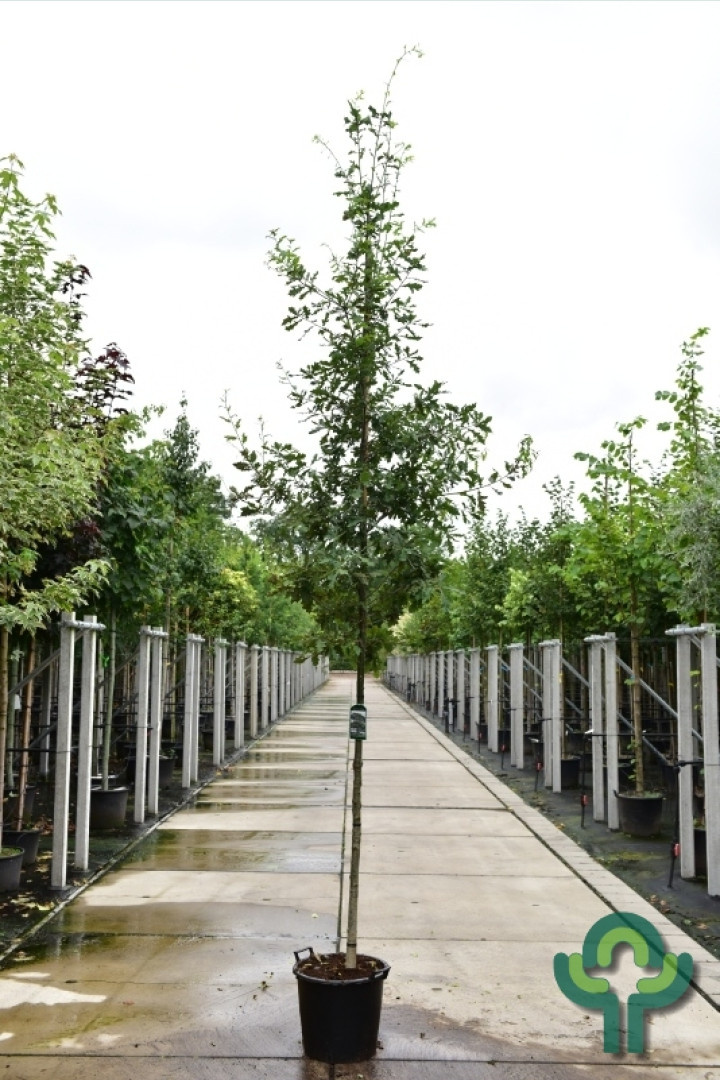 Zomereik - Quercus robur