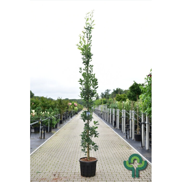 Zuileik - Quercus robur 'Fastigiate Koster'