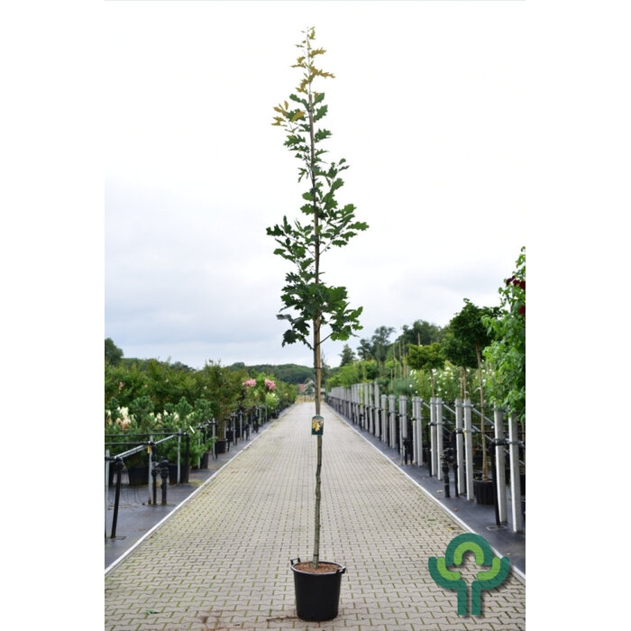 Zomereik - Quercus rubra