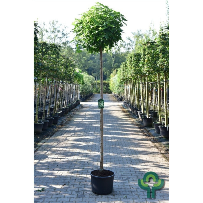 Bolamberboom op stam  - Liquidambar styraciflua 'Gum Ball'