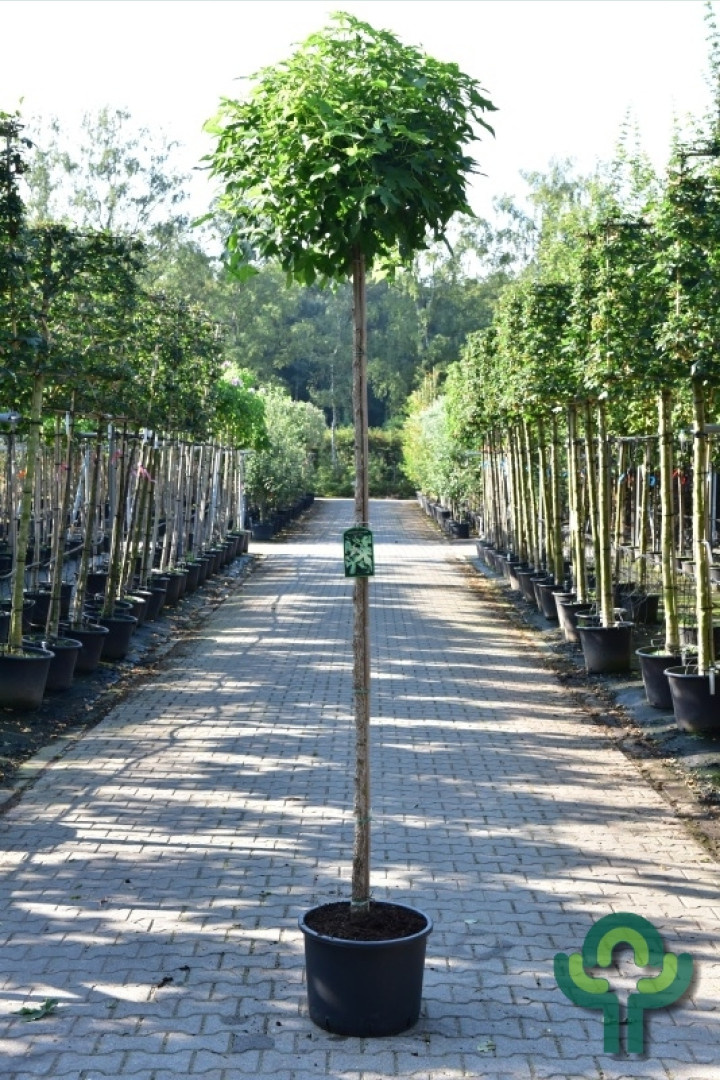 Bolamberboom op stam  - Liquidambar styraciflua 'Gum Ball'