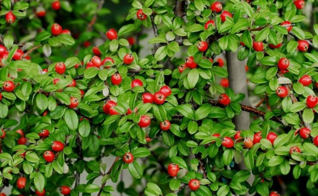 Cotoneaster dammeri