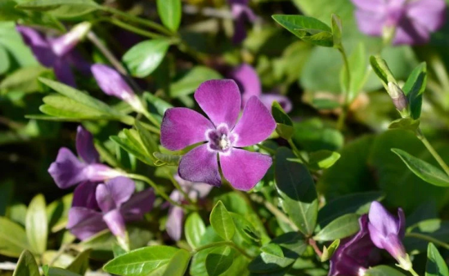 Maagdenpalm (Vinca minor 'Atropurpurea')