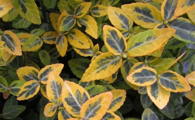 Japanse kardinaalshoed (Euonymus fortunei 'Emerald 'n Gold)